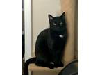 Adopt Diablo a Black (Mostly) American Shorthair / Mixed (short coat) cat in