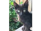 Adopt Baby Girl a All Black Domestic Mediumhair / Mixed (medium coat) cat in San