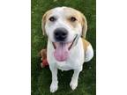 Adopt Newton a Tan/Yellow/Fawn Retriever (Unknown Type) / Mixed dog in Red