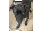 Adopt Erryn a Black American Pit Bull Terrier / Mixed dog in Shelby