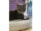 Adopt Whiskers a Gray or Blue Domestic Shorthair / Domestic Shorthair / Mixed
