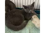 Adopt Reese a Gray or Blue Russian Blue / Mixed (short coat) cat in Phoenix