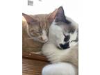 Adopt Cheeto & Oreo a White Domestic Shorthair / Mixed (short coat) cat in