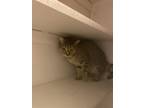 Adopt Daisy and Peppa a Spotted Tabby/Leopard Spotted Bengal / Mixed (medium