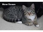 Adopt *NEW YEARS a Gray, Blue or Silver Tabby Domestic Mediumhair / Mixed