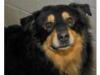 Adopt Ringo-BONDED W ABBY a Black English Shepherd / Mixed dog in Bowling Green