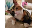 Adopt Pomegranate a Calico or Dilute Calico Calico (short coat) cat in