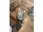 Adopt Porsha a Gray or Blue American Shorthair / Mixed cat in Mountain View