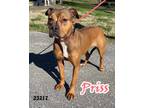 Adopt Priss a Boxer / Mixed dog in Oak Ridge, TN (33566860)
