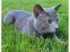 Adopt Wolfgang (Wolfie) a Gray or Blue Domestic Shorthair / Mixed cat in