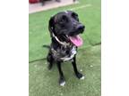 Adopt Ed a Black Pointer / Australian Cattle Dog / Mixed dog in Fort Wayne