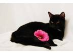 Adopt Diva a All Black Domestic Shorthair / Domestic Shorthair / Mixed cat in