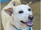 Adopt Papo a Tan/Yellow/Fawn Mixed Breed (Medium) / Mixed dog in Fernandina