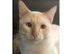 Adopt Sunny a Cream or Ivory (Mostly) Siamese (medium coat) cat in Independence