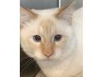 Adopt Sammy a Cream or Ivory Siamese (medium coat) cat in Independence