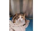 Adopt Faith a Domestic Shorthair / Mixed cat in Sudbury, ON (33309532)