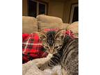 Schmidt Domestic Shorthair Kitten Male