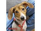 Little Noddy (HFH foster) Beagle Adult Male