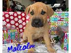 Malcolm Airedale Terrier Puppy Male