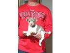 Artie Jack Russell Terrier Puppy Male