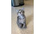 Berlioz Domestic Shorthair Kitten Male