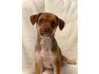 Christian Terrier (Unknown Type, Small) Puppy Male