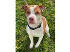 Pinto Pit Bull Terrier Adult Male