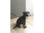 ZESTY Blue Lacy/Texas Lacy Young Female