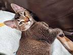 Robin AM Domestic Shorthair Kitten Female
