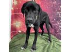 Lincoln Great Dane Young Female