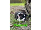 JASMINE American Staffordshire Terrier Puppy Female