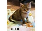 JILLIE Domestic Shorthair Kitten Female