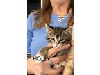 Holly Domestic Shorthair Kitten Female