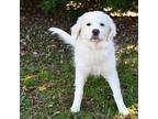 Marshmallow 11595 Great Pyrenees Puppy Female