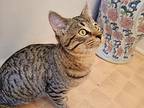 Nigel Domestic Shorthair Kitten Male