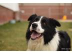CHIEF Border Collie Young - Adoption, Rescue