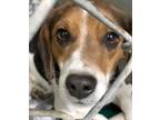 Snoopy Beagle Young - Adoption, Rescue
