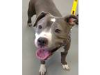 Echo Pit Bull Terrier Adult - Adoption, Rescue
