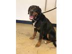 Barney Rottweiler Senior - Adoption, Rescue