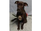 Astro Labrador Retriever Young - Adoption, Rescue