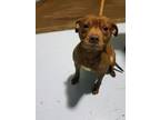 Bernie Pit Bull Terrier Adult - Adoption, Rescue