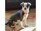 Bowie (GA) Rat Terrier Young - Adoption, Rescue