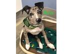 Ren American Staffordshire Terrier Baby - Adoption, Rescue