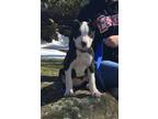 Scarlett Bull Terrier Baby - Adoption, Rescue