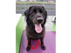 Brody Labrador Retriever Adult - Adoption, Rescue