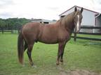 COURTESY LISTING- Shadow Tennessee Walker Adult - Adoption, Rescue