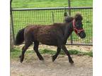 Stella Miniature Horse Adult - Adoption, Rescue