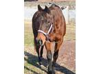 Sandra Dee Thoroughbred Young - Adoption, Rescue