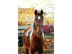 Ava Tennessee Walker Adult - Adoption, Rescue