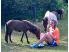 Zahan Miniature Horse Young - Adoption, Rescue
